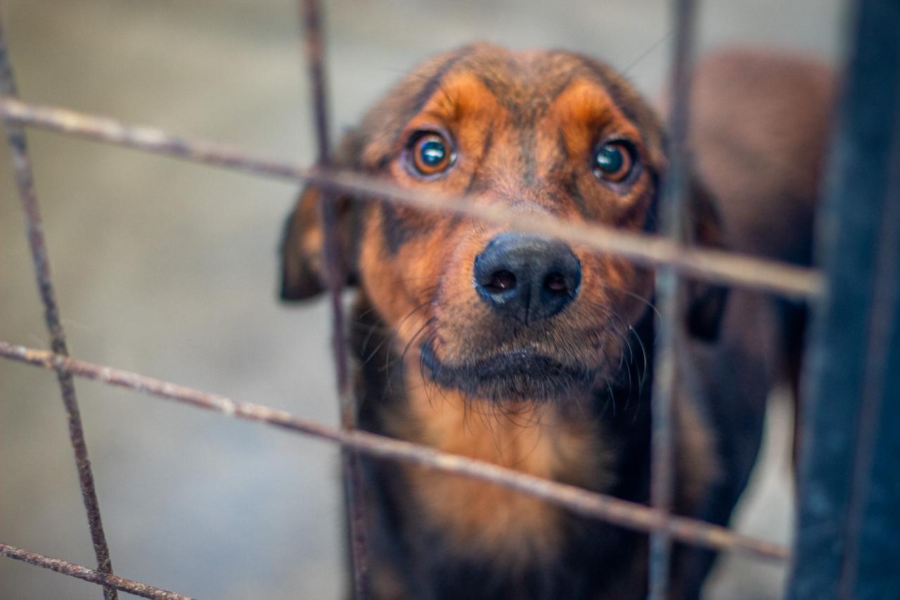 Feira de Adoção de Cães, neste sábado (29) em Piedade