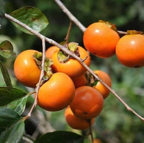 Está na época de colher caqui fuyu em Piedade