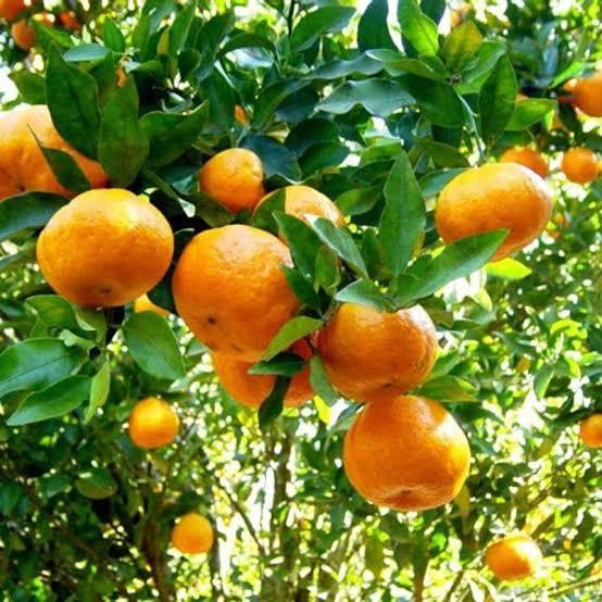 É época de ponkan no interior de SP