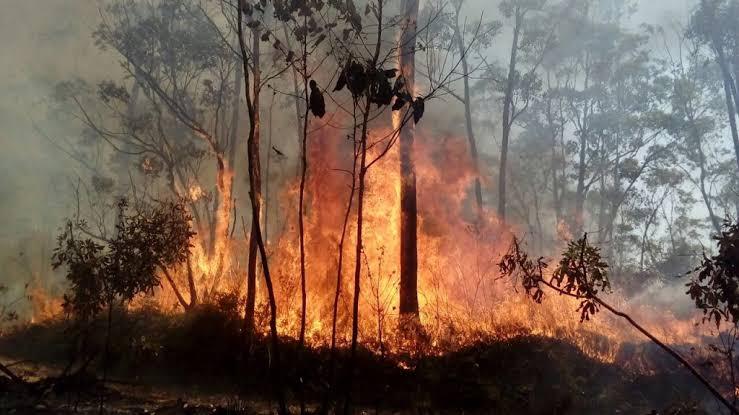 Agricultura e Defesa Civil de SP fazem parceria para combate de incêndios florestais