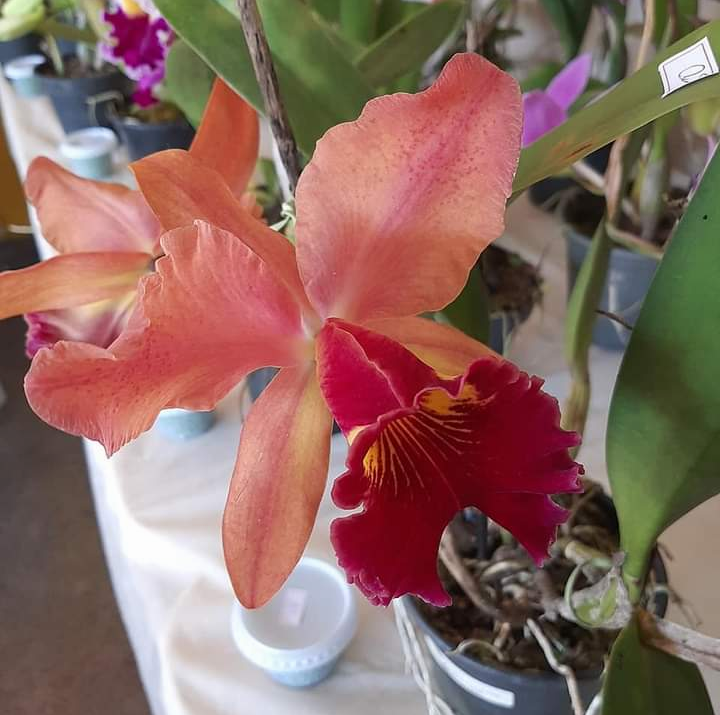 CIPO promove Festival Beneficente de Orquídeas em outubro