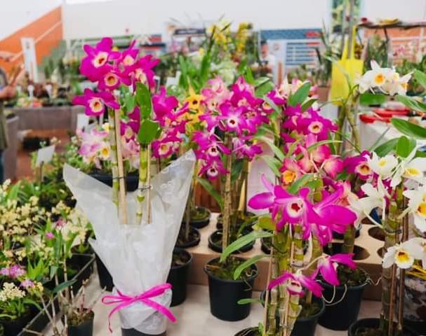 Cipo realiza Festival Beneficente de Orquídeas em Piedade