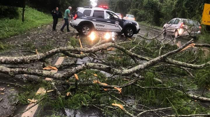 Quedas de Árvores em Piedade devido às Fortes Chuvas