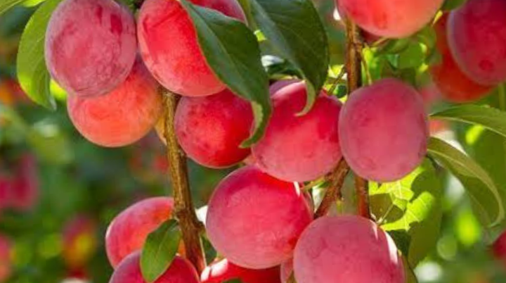 Piedade destaca-se como a 5ª maior fornecedora de Nectarina na CEAGESP