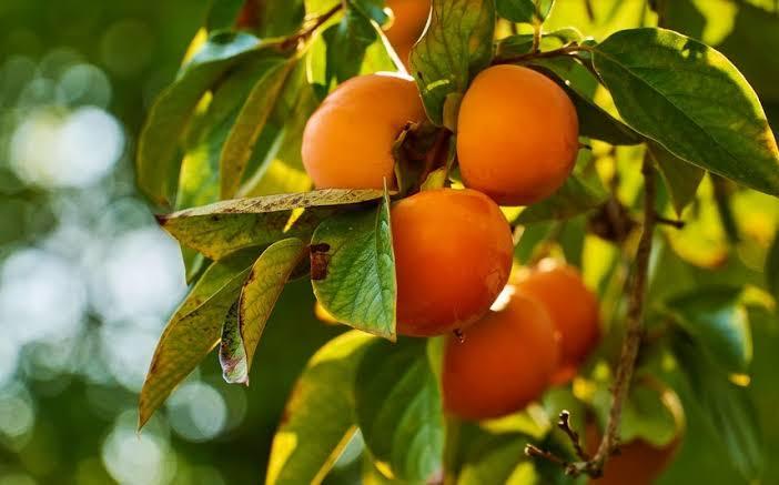 18º Colha e Pague do Kaki Fuyu começa no dia 16 de março