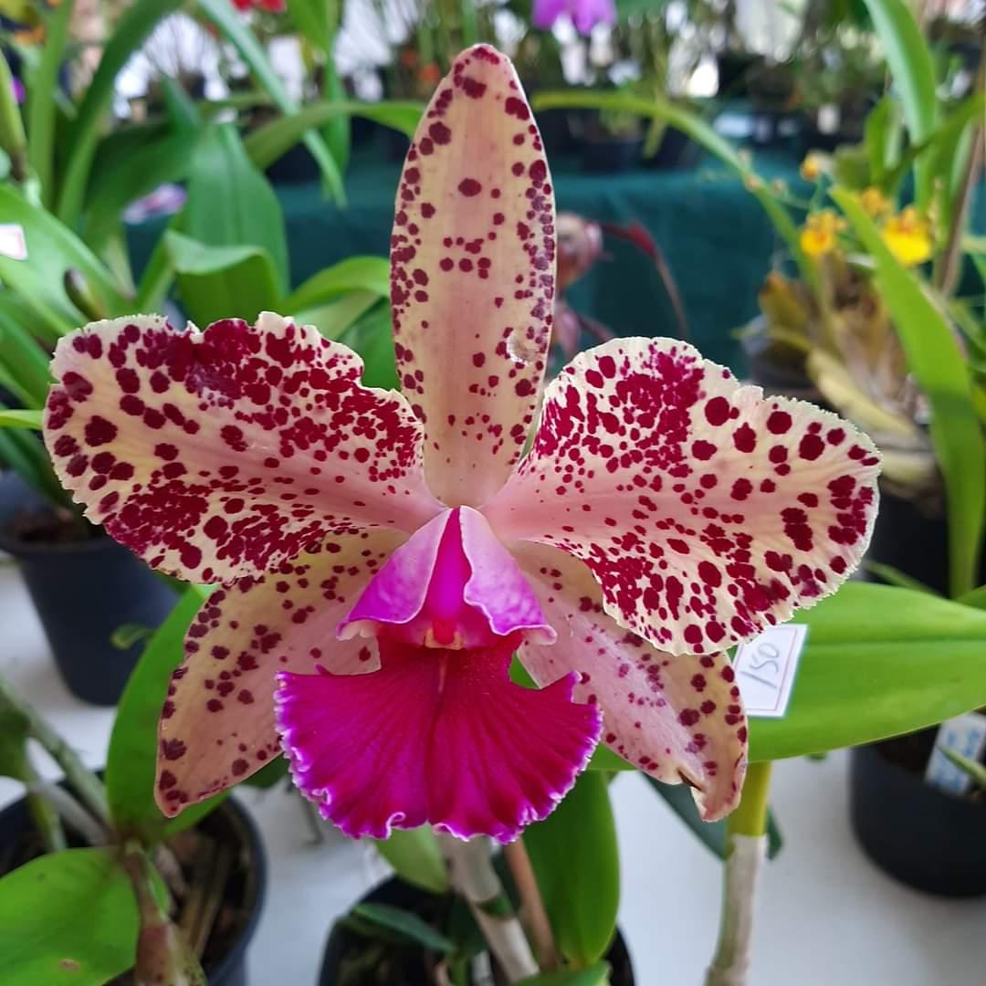 Festival Beneficente de Orquídeas no Parque Ecológico 