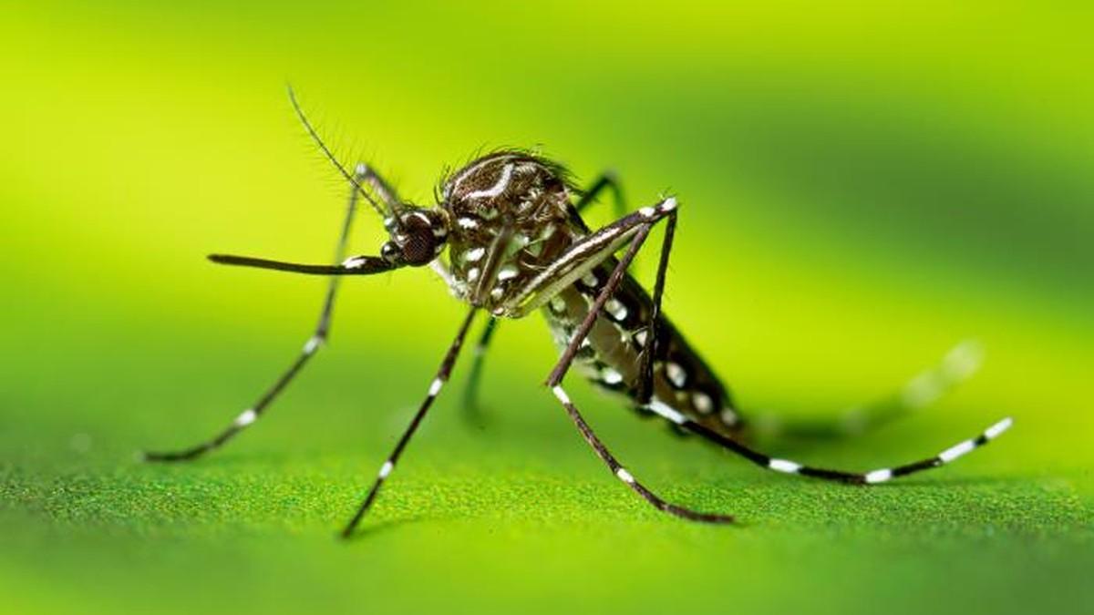 Dengue: Brasil registra mais de 500 mil casos em 2024
