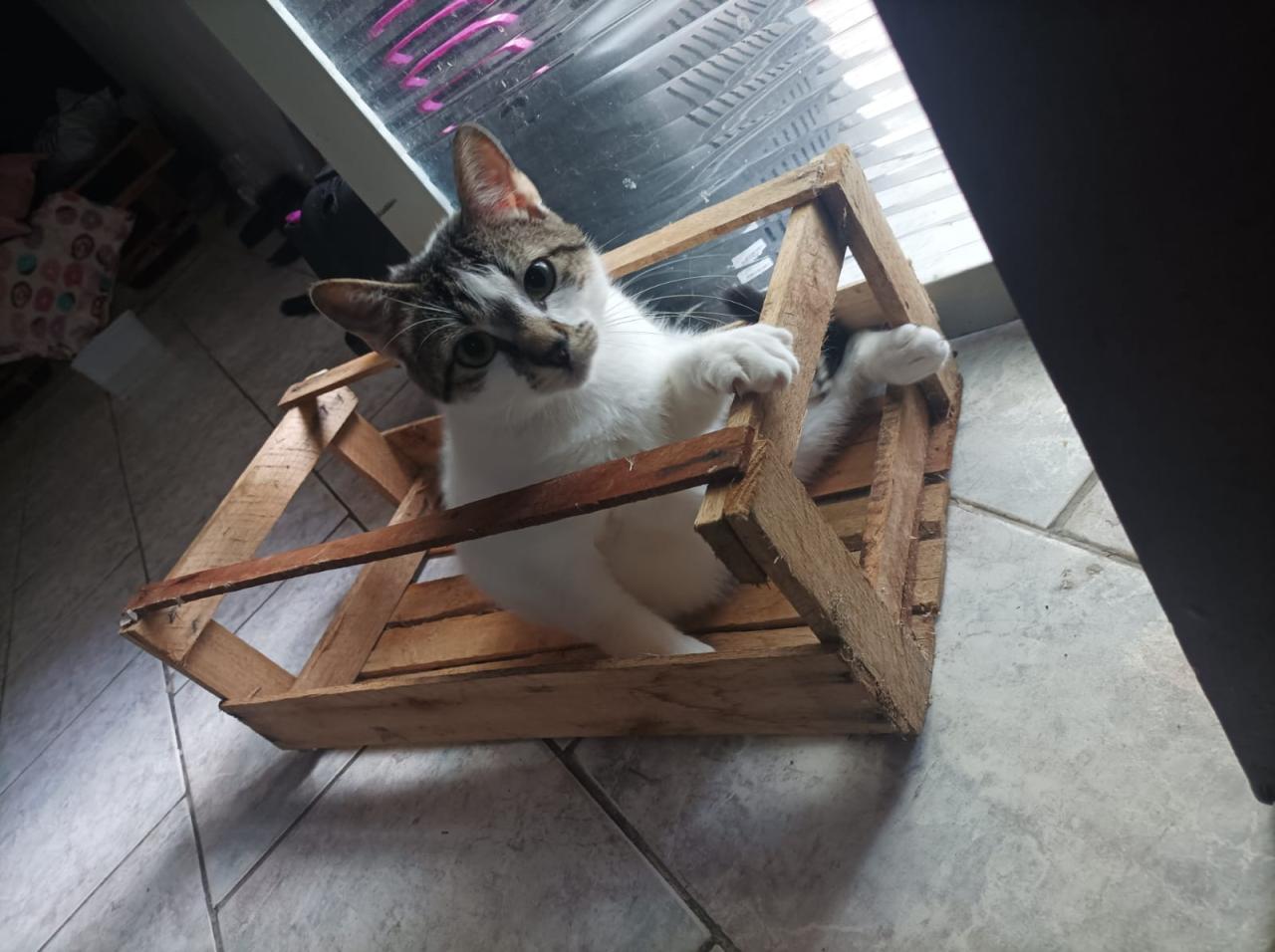 Procura-se: Gatinha desaparecida próximo a Avenida Coração de Jesus