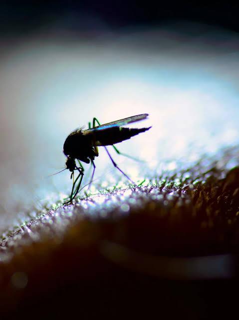 Secretaria Municipal de Saúde de Piedade reforça importância da prevenção contra dengue