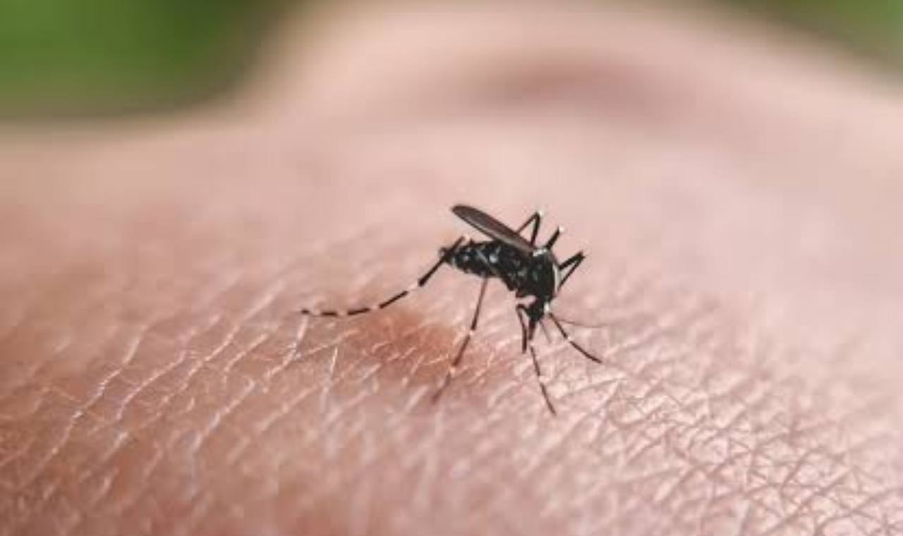 Brasil já tem mais de 3 milhões de casos de dengue em 2024