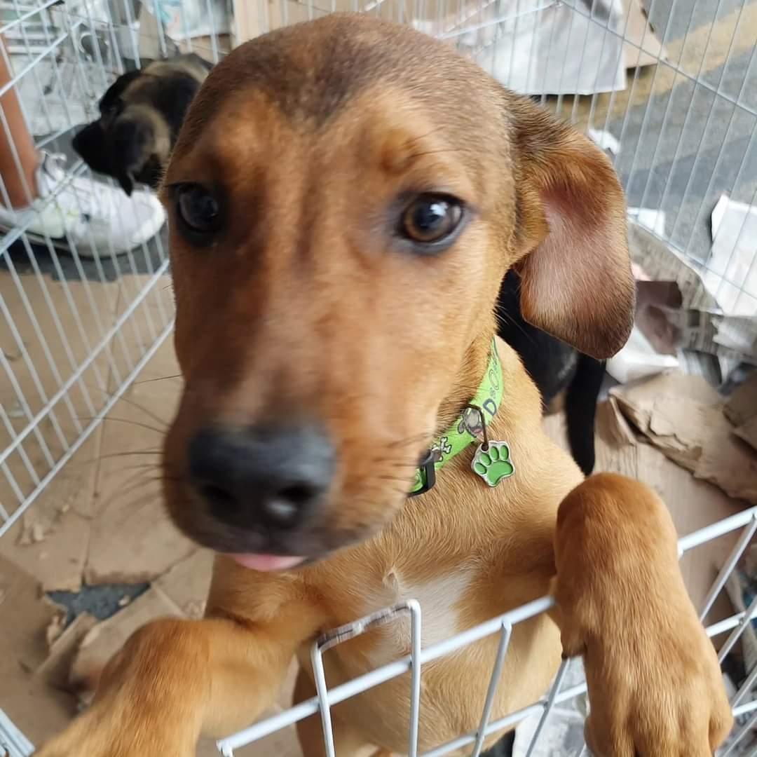 Feira de Adoção da Patas e Focinhos: Um passo em direção ao bem-estar animal