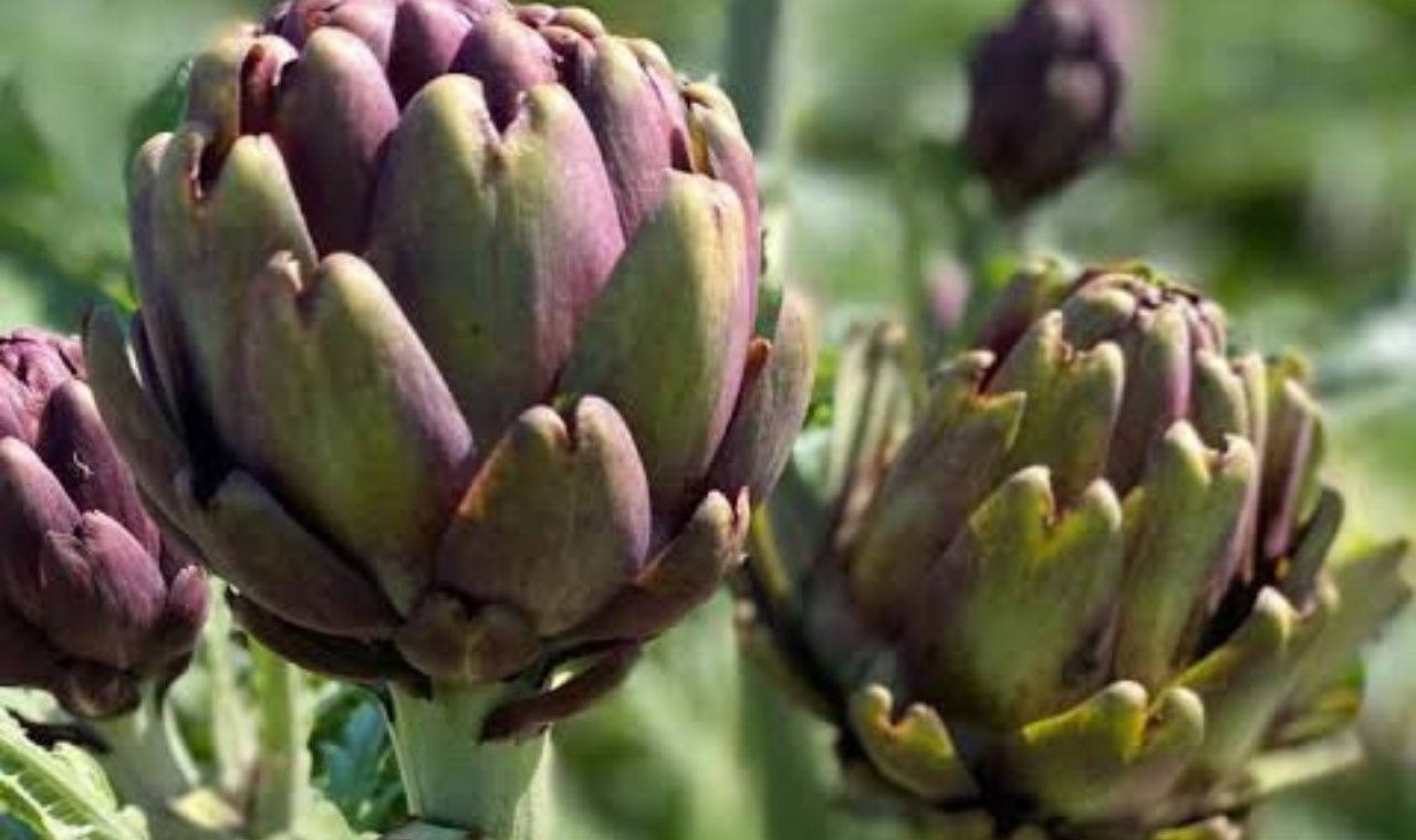 Piedade: Nova Capital Nacional da Alcachofra