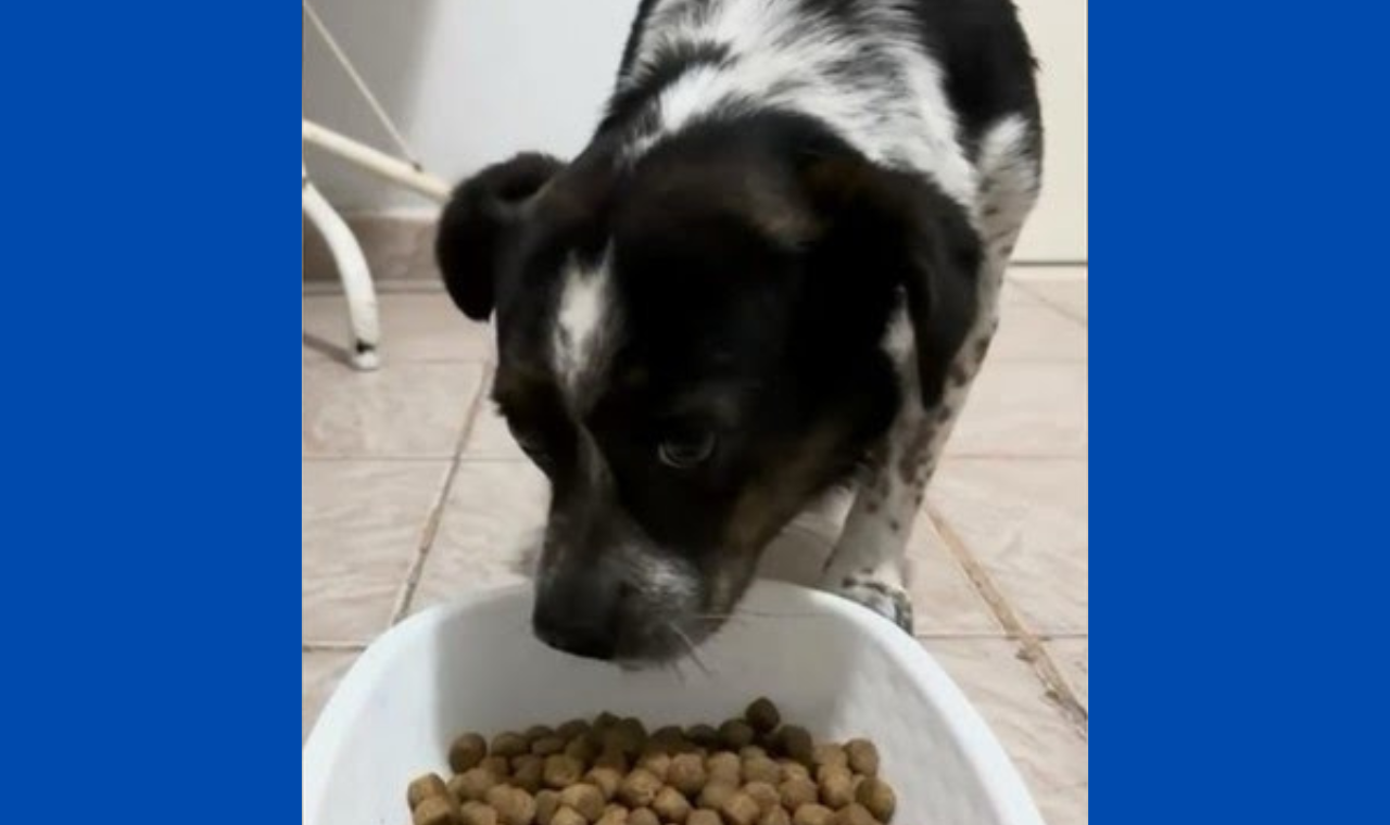 Cão vítima de maus-tratos é salvo no Centro de Piedade