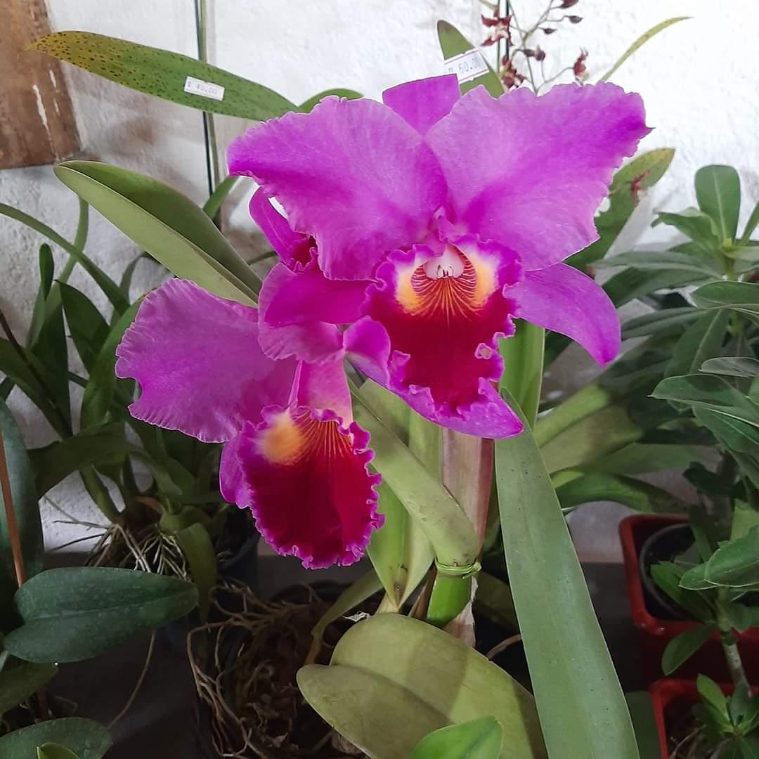 Festival de Orquídeas celebra 184 Anos de Piedade