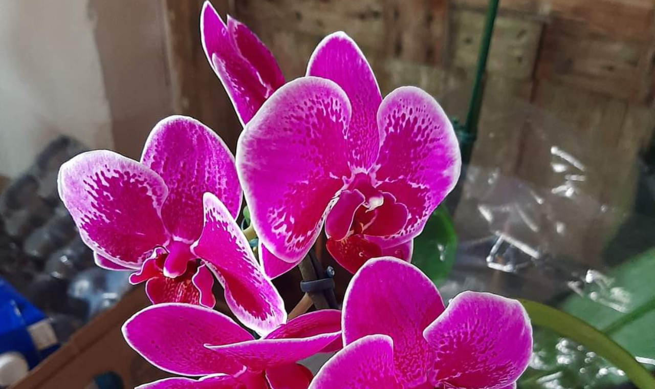 5ª Exposição Nacional de Orquídeas de Piedade acontece de 26 a 28 de julho