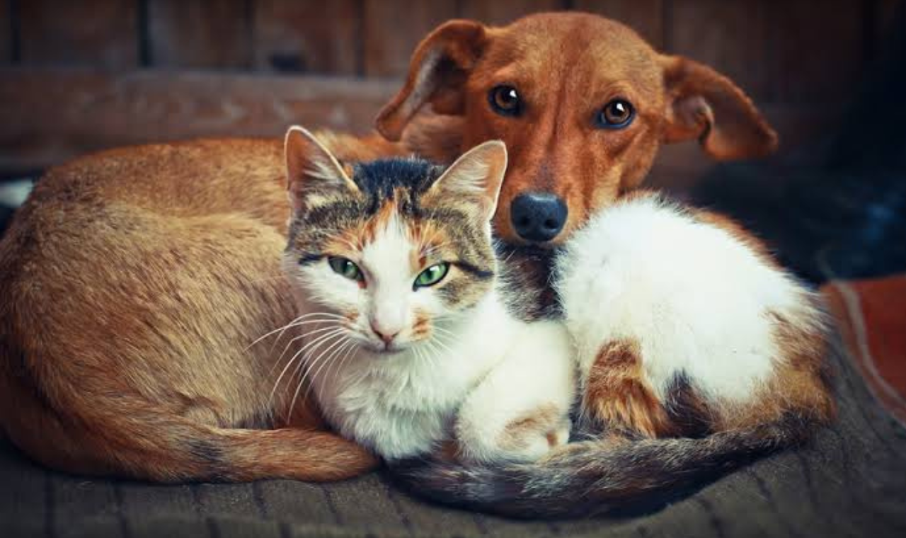 Governador sanciona lei para garantir bem-estar de cães e gatos no estado