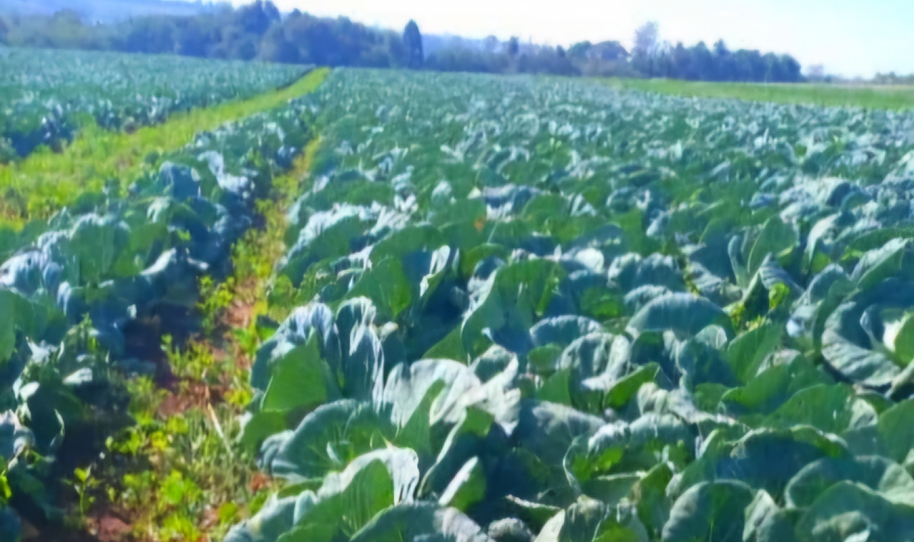 Repolho verde se destaca no mercado de hortaliças