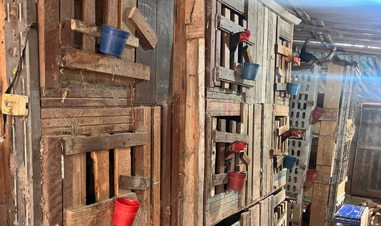 Mais de 40 galos usados para rinhas ilegais são resgatados em Votorantim