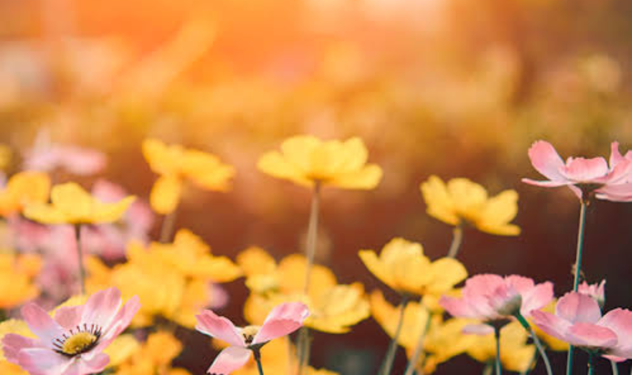 Primavera 2024: clima seco deve continuar até meados novembro