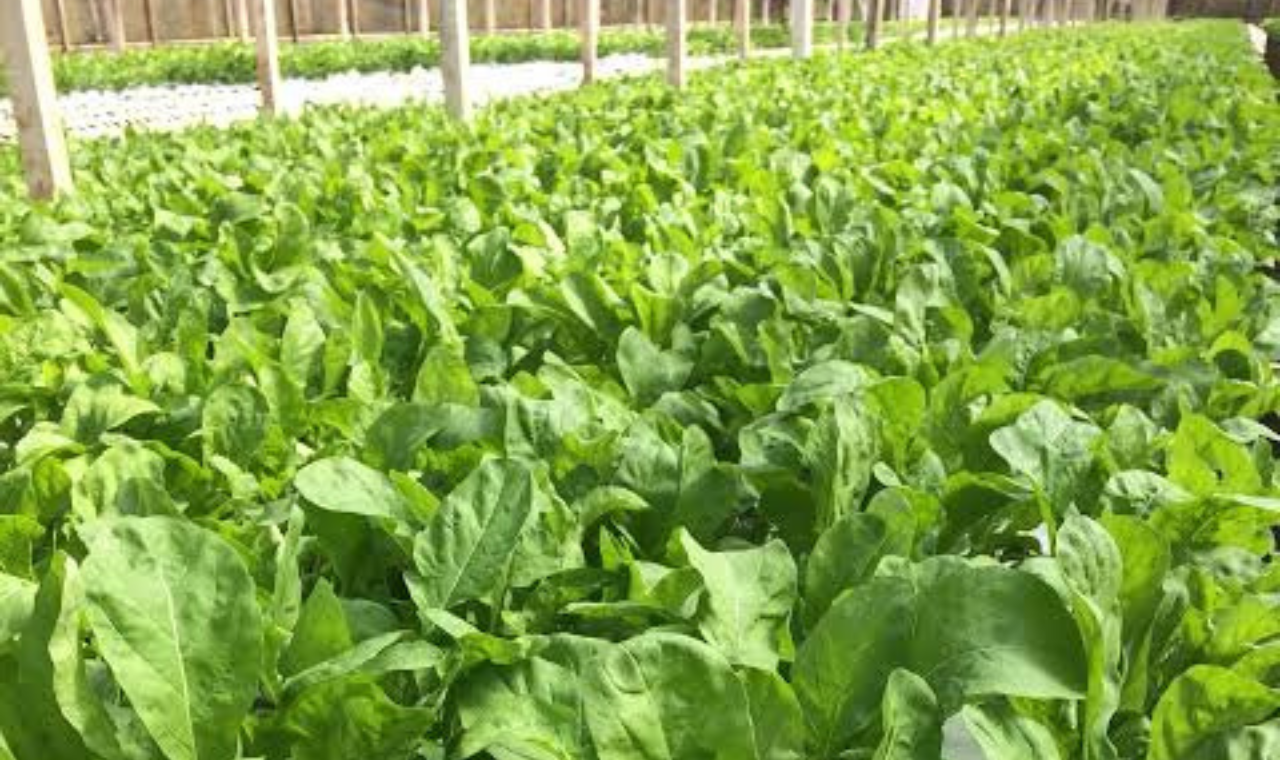 Rúcula hidropônica de Piedade se destaca no mercado paulista