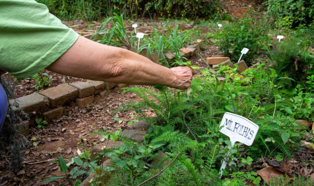 Agro assina contrato que viabiliza plantas medicinais no sistema de saúde