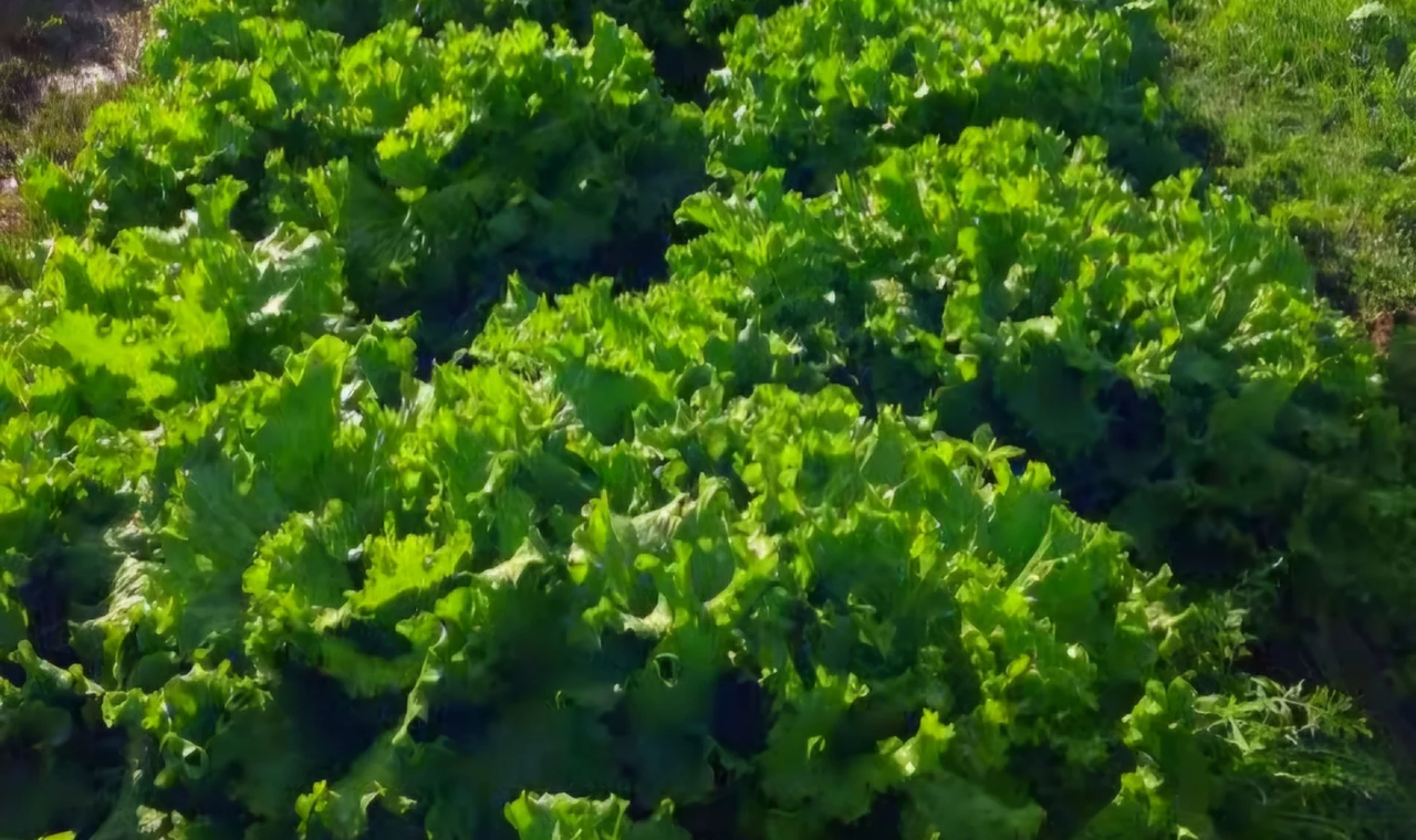 Alface crespa: produção de Piedade se destaca no mercado