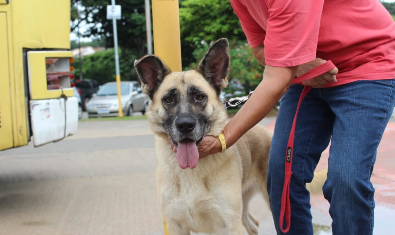 Prefeitura de Piedade abre cadastro para castração gratuita de cães e gatos em 2025