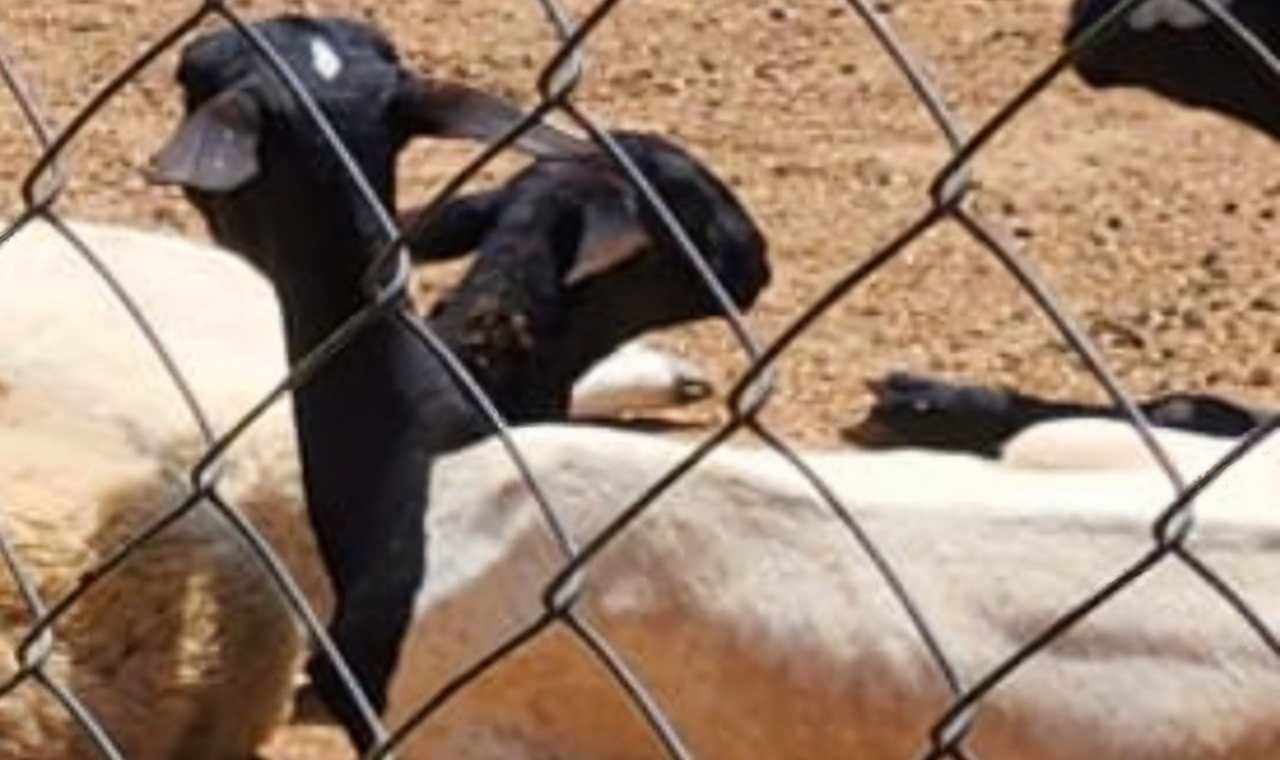 Animais vítimas de maus-tratos são resgatados em chácara de Piedade