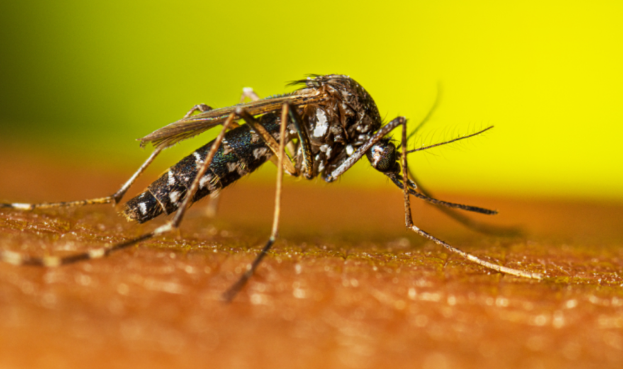 Pesquisa de SP conclui que fenômeno El Niño aumentou infestação do Aedes aegypti no estado