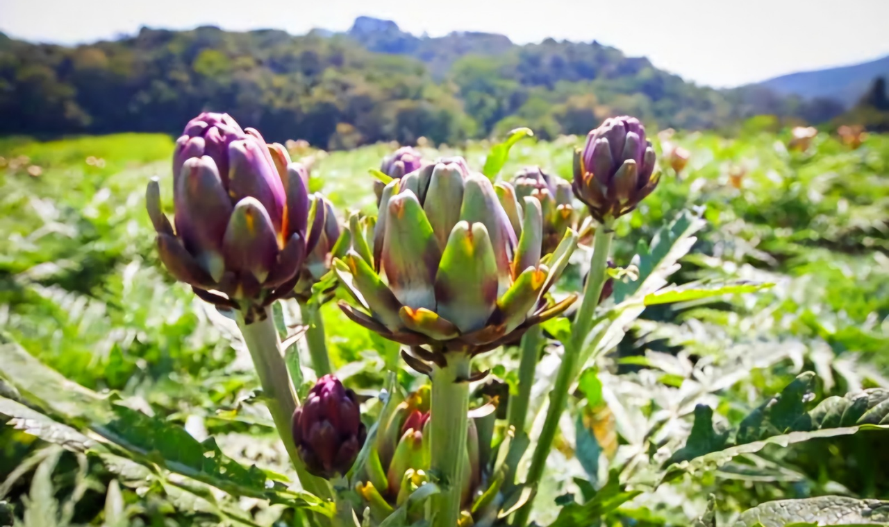 Piedade: A Capital da Alcachofra no Brasil