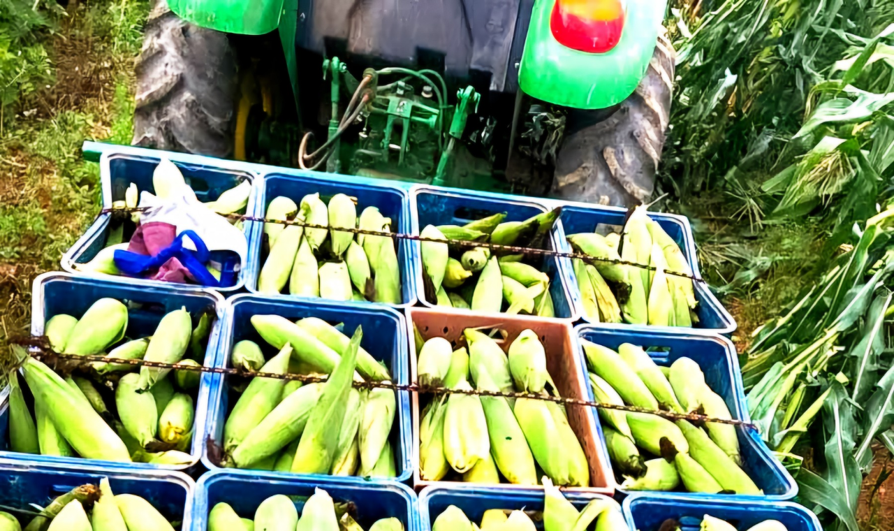 10ª Festa do milho verde promete sabor e tradição em Piedade