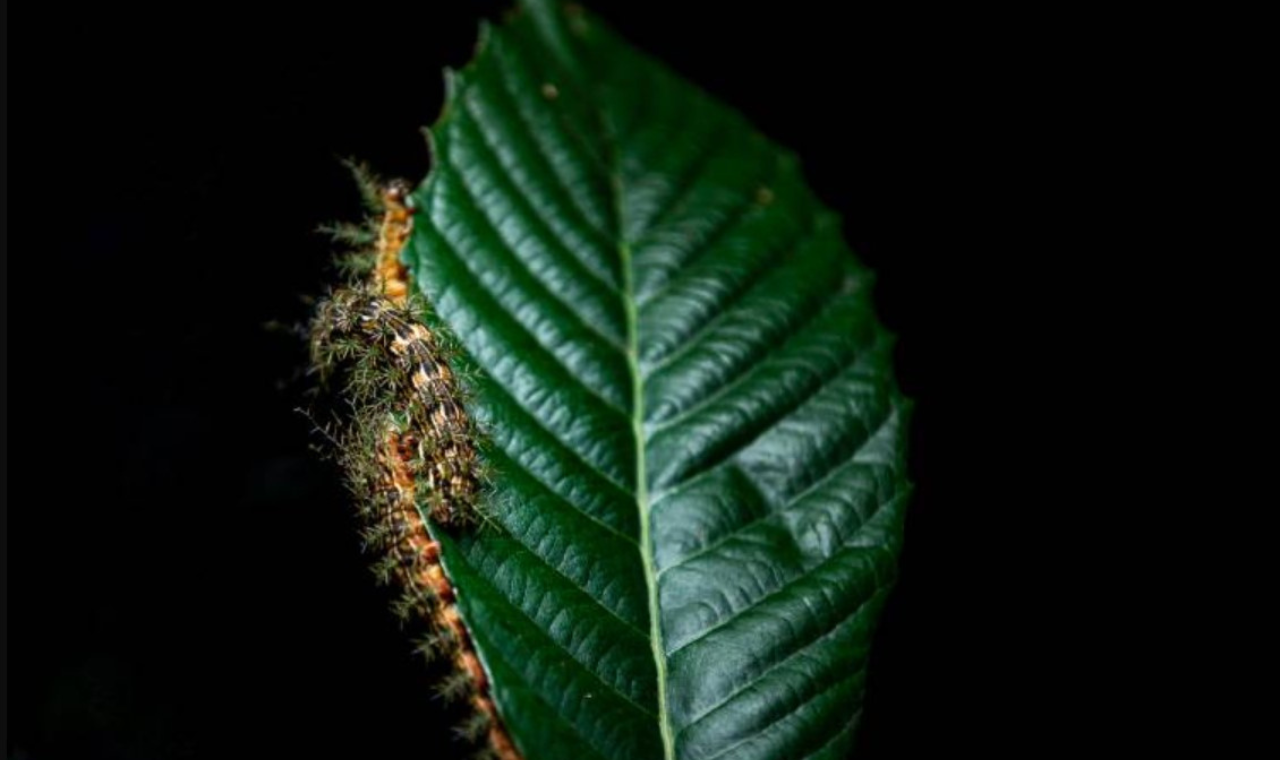 Acidentes com lagartas aumentam no verão; veja cuidados