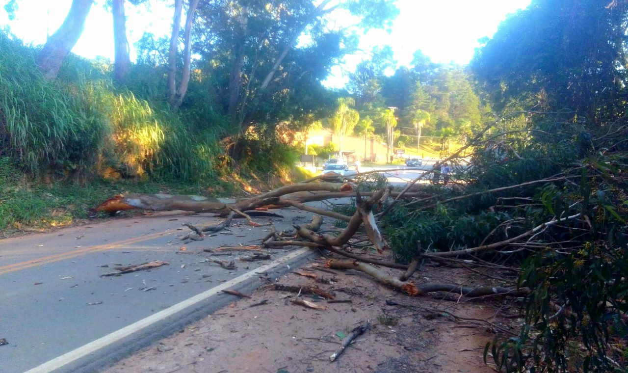 Árvore cai e bloqueia via no bairro Paruru, causando transtornos a motoristas