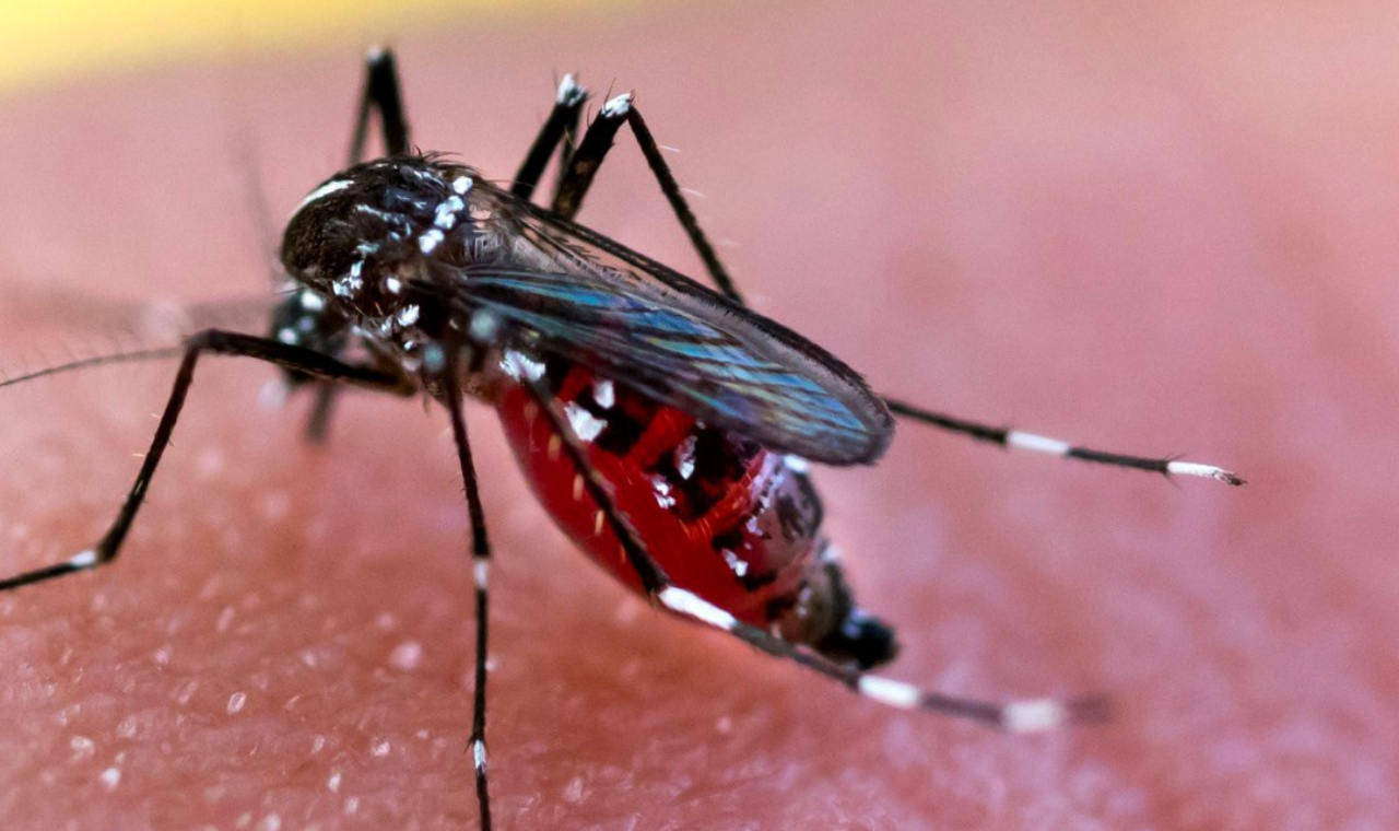 Piedade em alerta: aumento de casos de dengue
