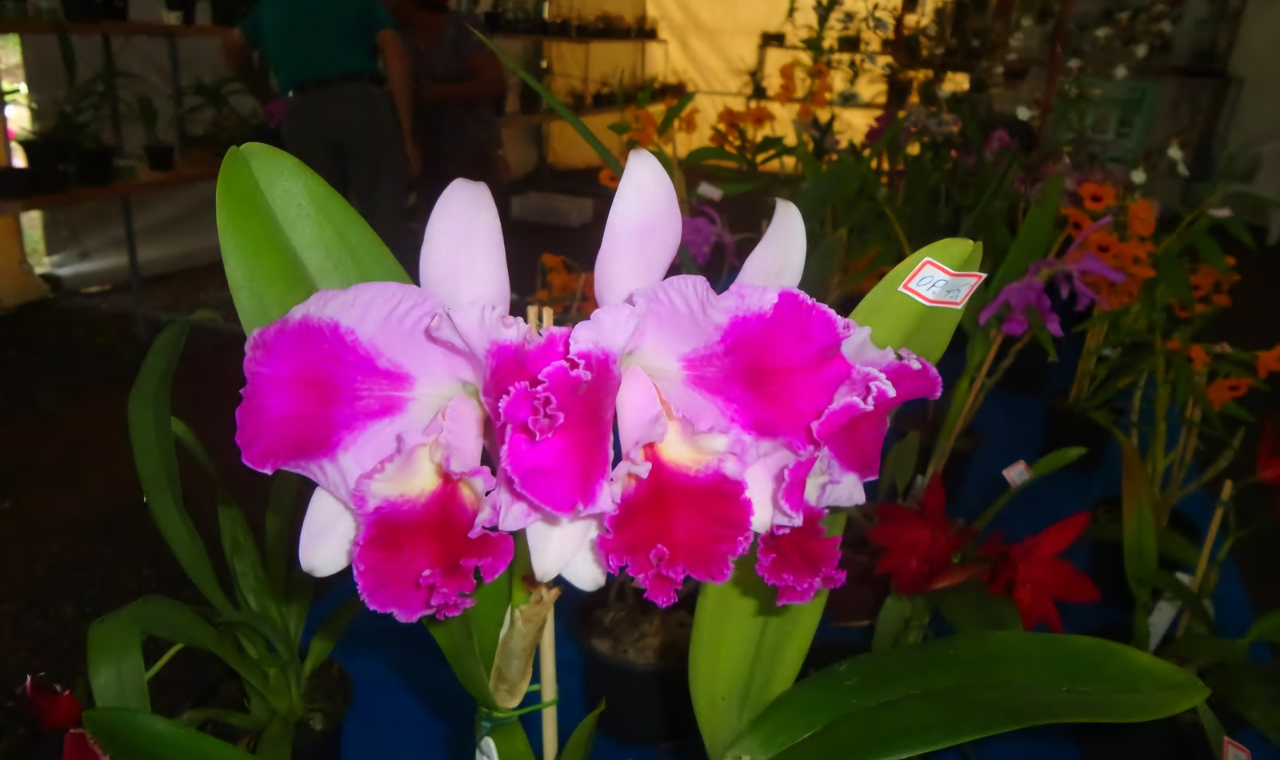 Exposição “Cada Orquídea, um Encanto” será em maio