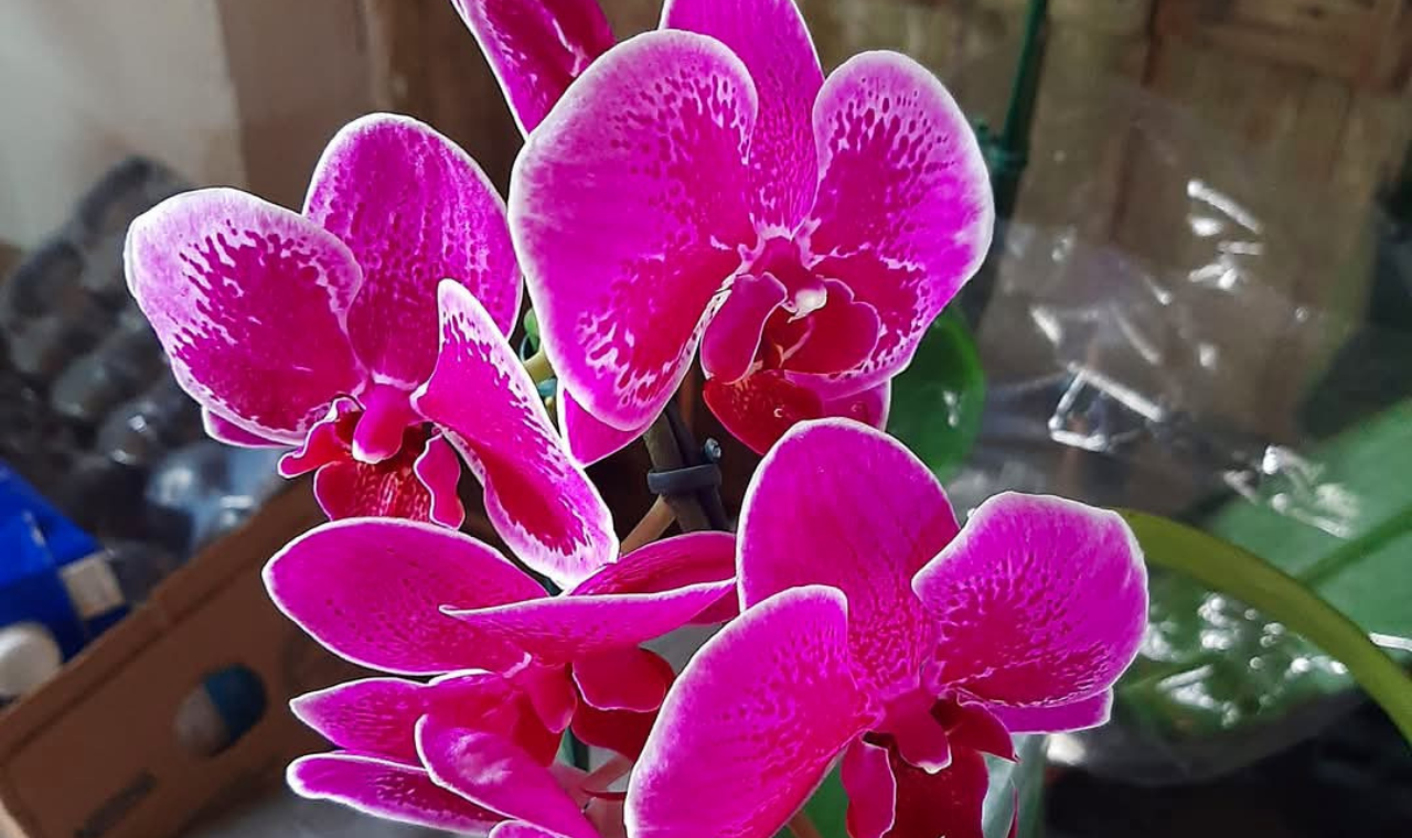 Cada Orquídea, um encanto Piedade celebra 185 anos com flores