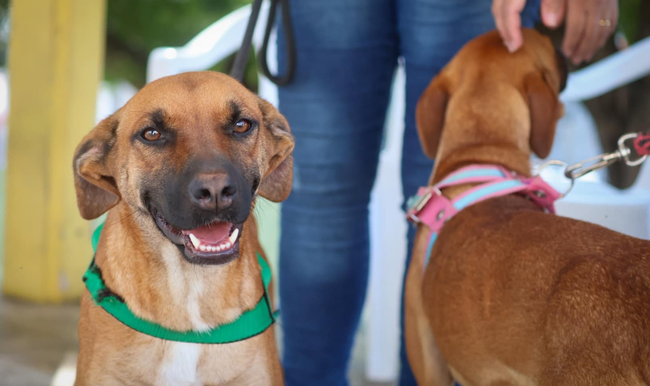 Feira de Adoção incentiva novos lares para cães em Piedade