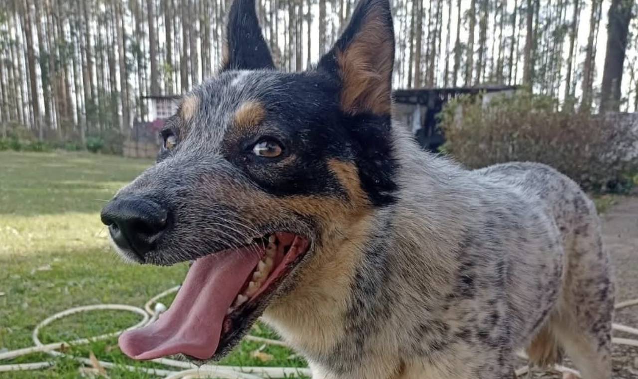 Família busca por cachorro desaparecido no bairro dos Cavalheiros