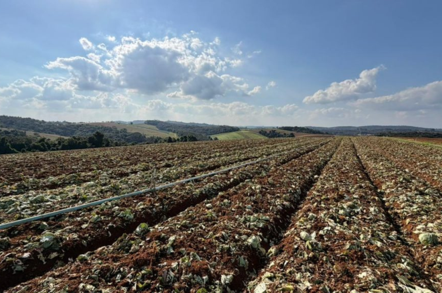Governo de SP libera R$ 5 mi para produtores afetados em Ibiúna e Piedade