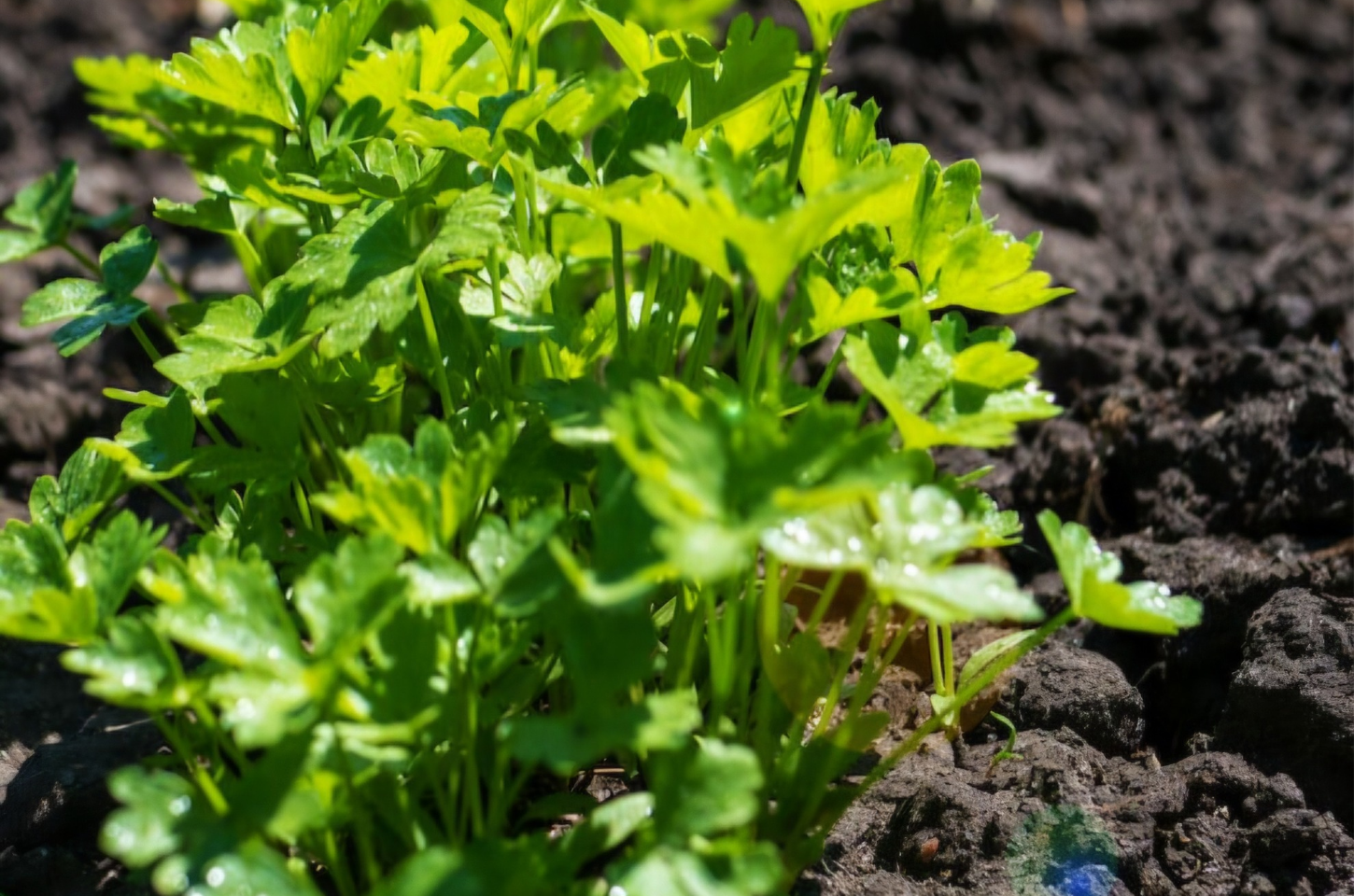 Piedade lidera: coentro com menor preço do ano