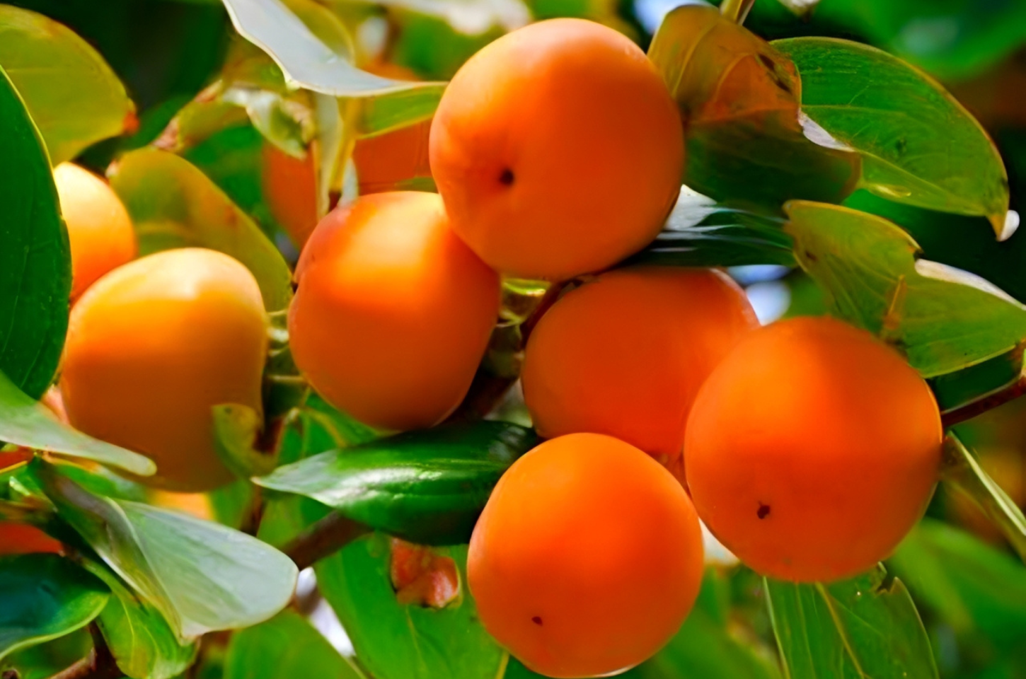 Piedade lidera venda de caqui Fuyu na CEAGESP com queda nos preços