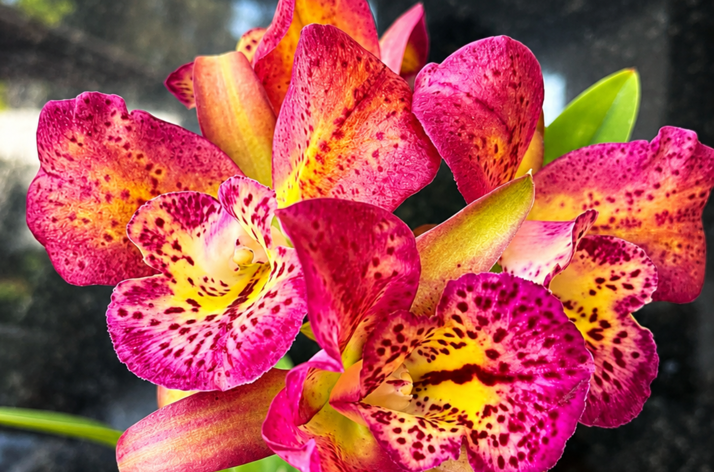 7ª Exposição Nacional de Orquídeas de Piedade acontece de 24 a 26 de julho