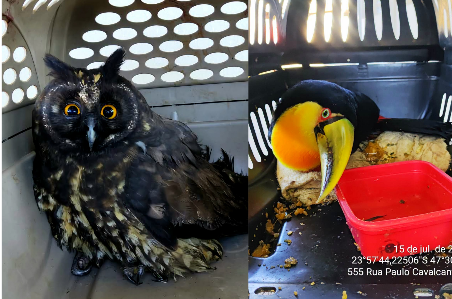 Aves silvestres são resgatadas em Tapiraí e encaminhadas para centro de reabilitação
