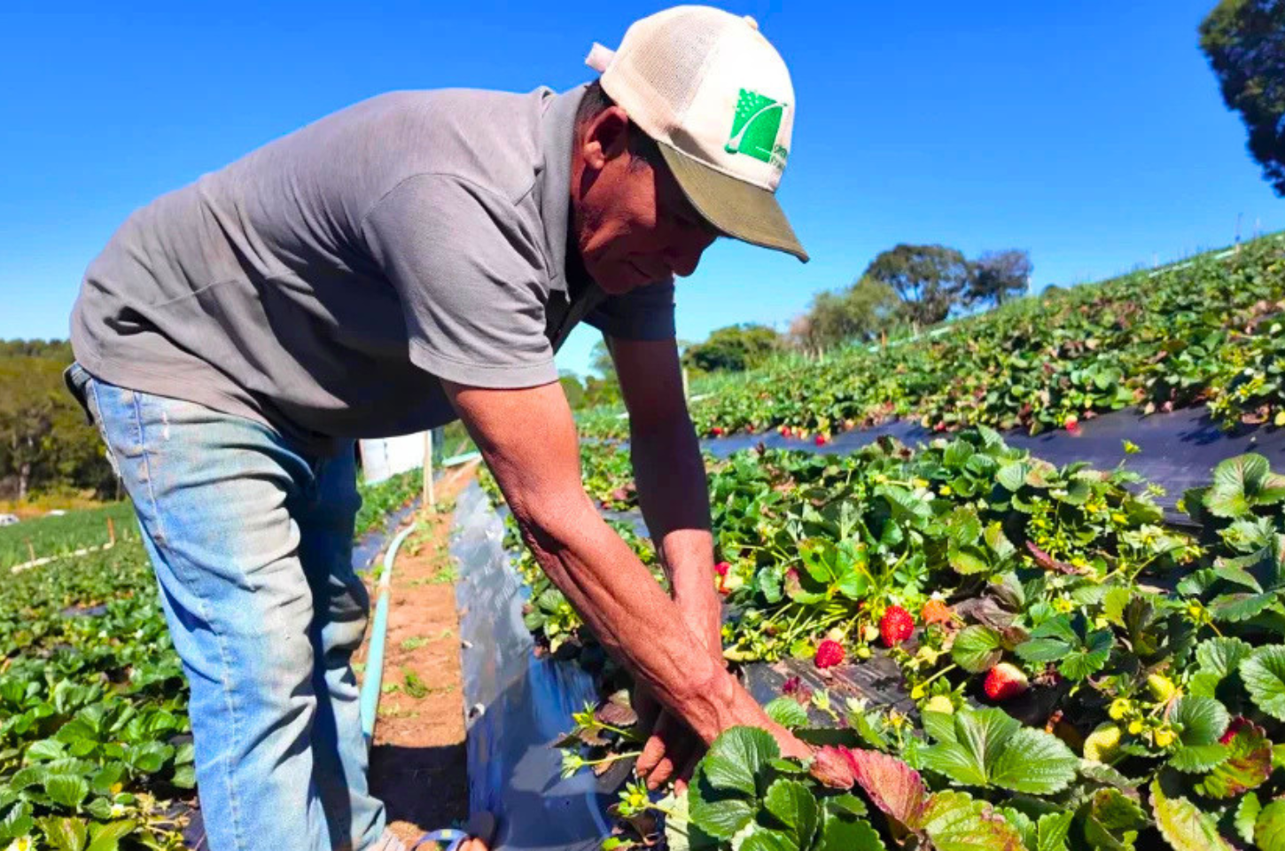 Saiba como vender produção rural a órgãos públicos
