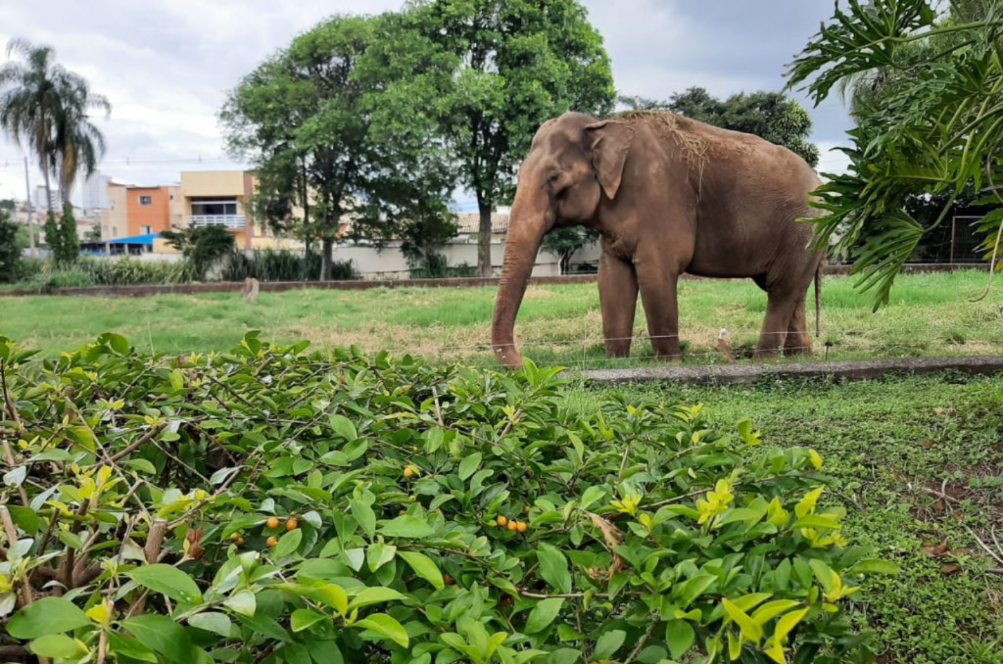 Elefante Sandro é transferido de Sorocaba para santuário no Mato Grosso