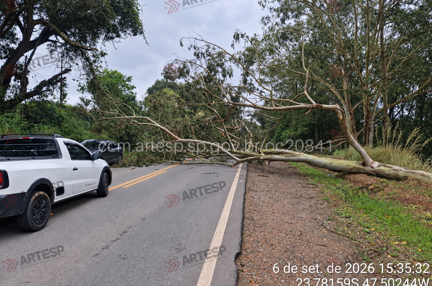 Queda de árvore interdita SP-250 em Piedade