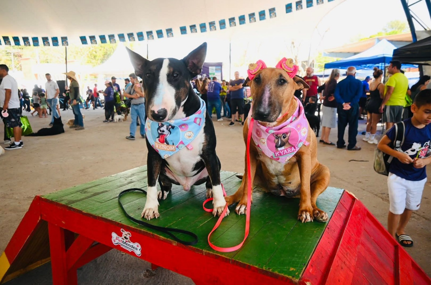 5ª Cãominhada Solidária acontece neste domingo em Piedade com atrações para toda a família